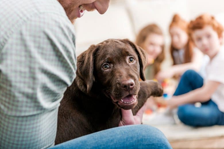 Owner holding the young Labrador Retriever