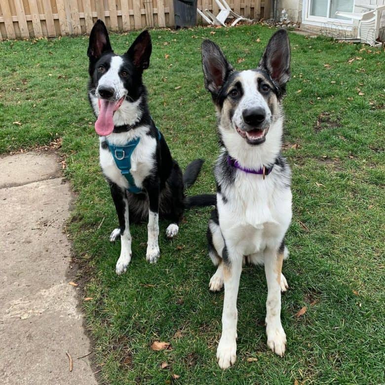 Panda German Shepherds sitting in the backyard