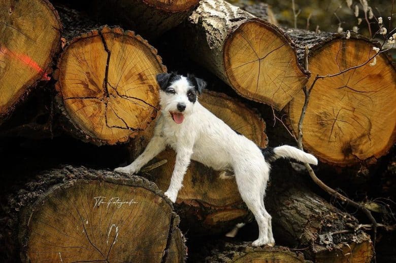 Parson Russell Terrier in the pile of logs