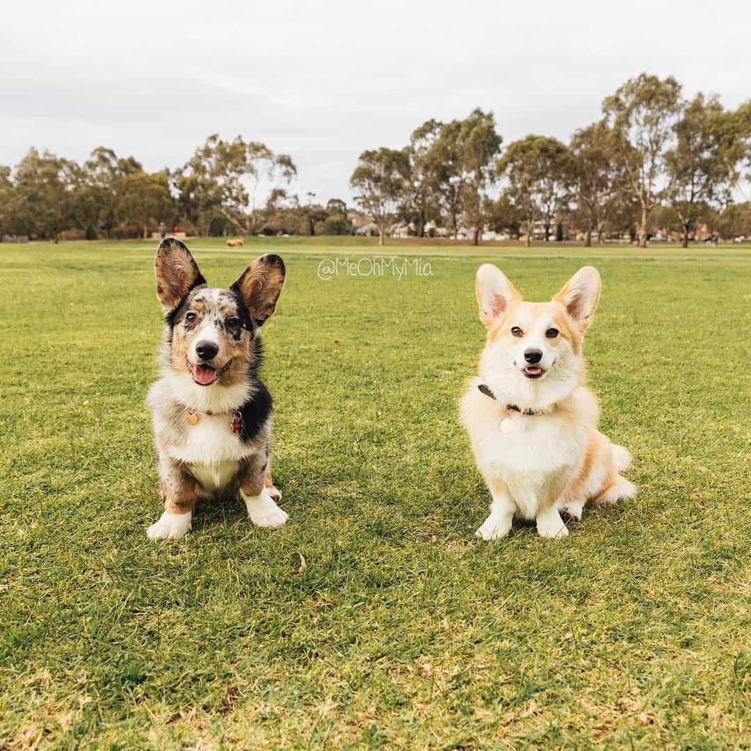 Is the Lab mix a good dog? K9 Web