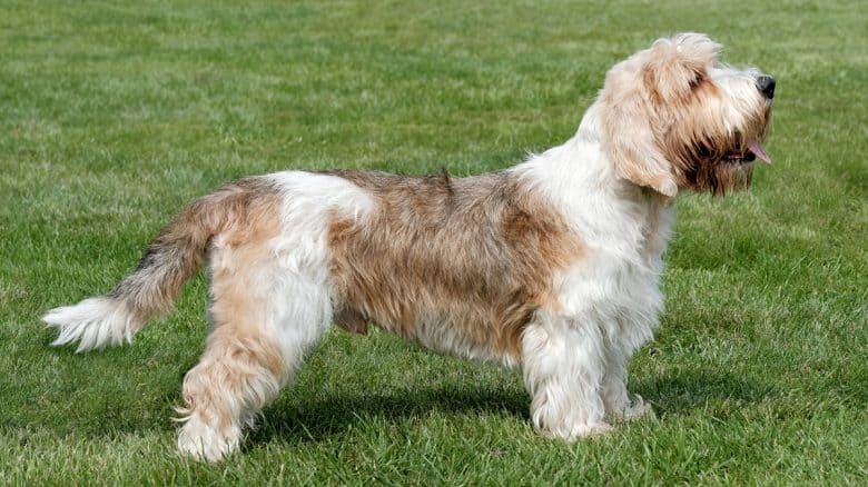 Petit Basset Griffon Vendéen in the field