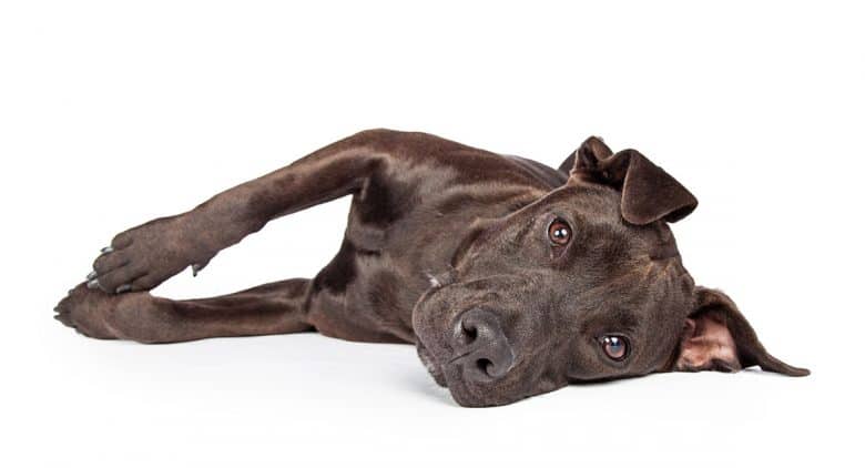 Portrait of a Labrabull mix dog laying