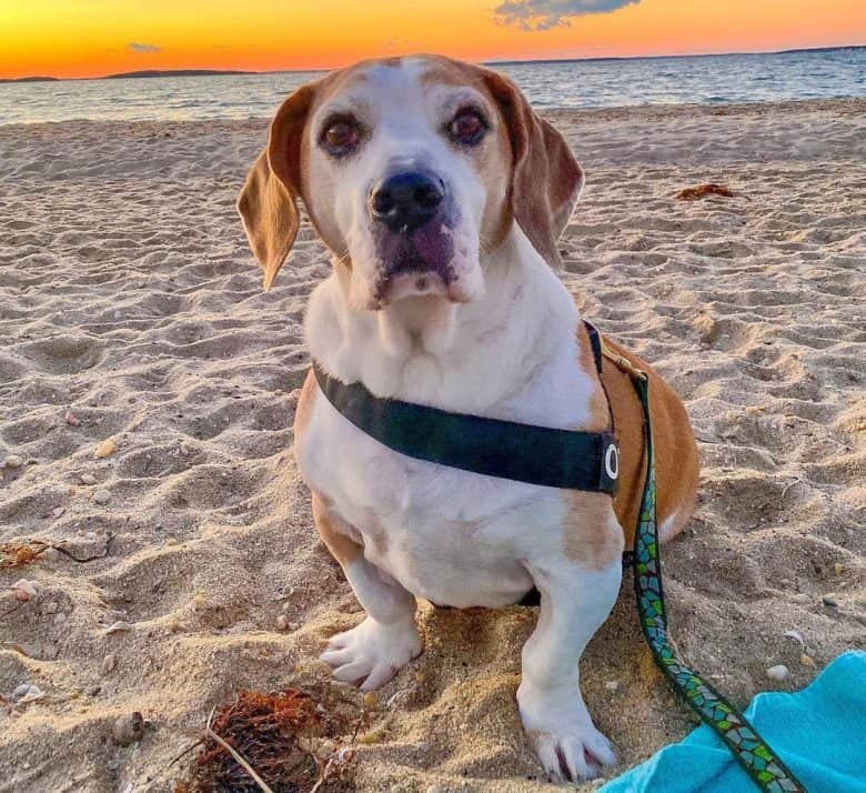 Pitbull and Basset Hound mix
