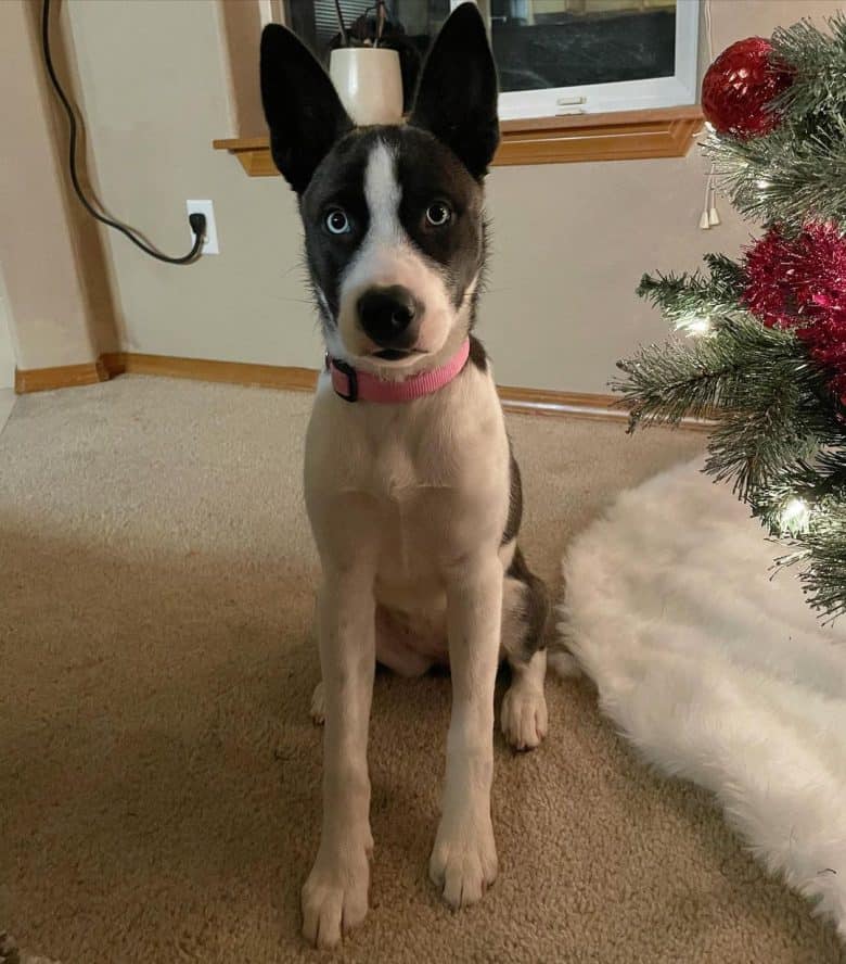 Pitbull Husky mix portrait