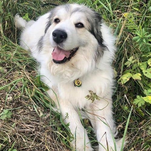 Is the Great Pyrenees Lab mix a loveable bear-dog? - K9 Web