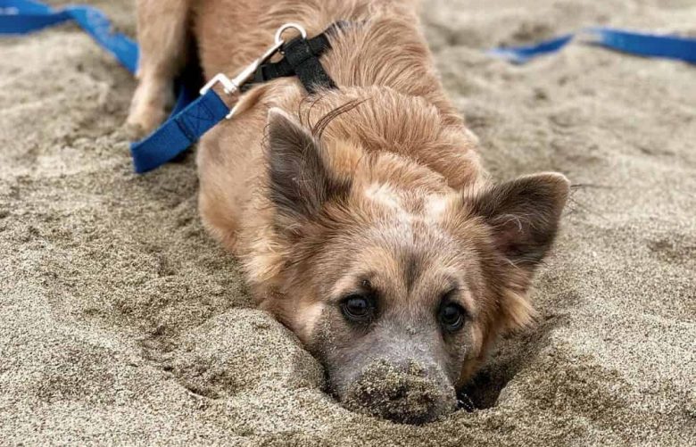Pom Lab mix dog digging on the sand