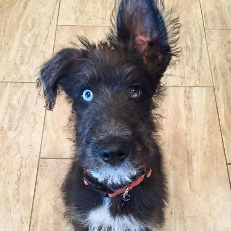 Poodle Husky mix