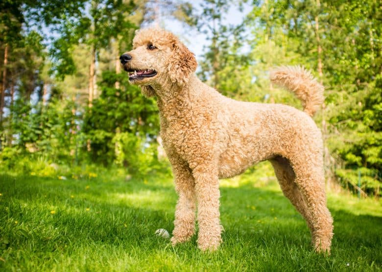 Poodle standing on the grass