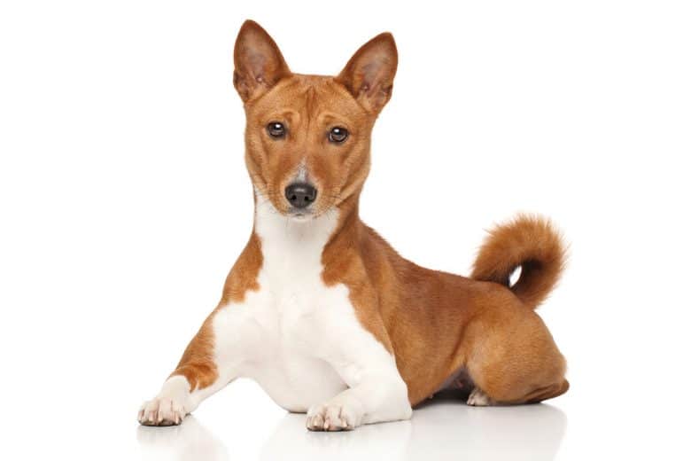 Portrait of Basenji lying