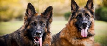 Portrait of two German Shepherds