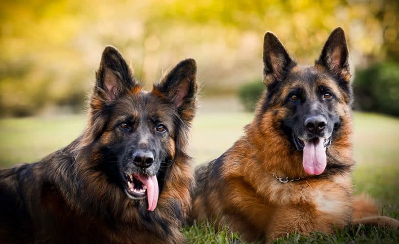 Portrait of two German Shepherds
