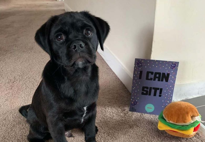 Black Pugador mix dog sitting in the carpet