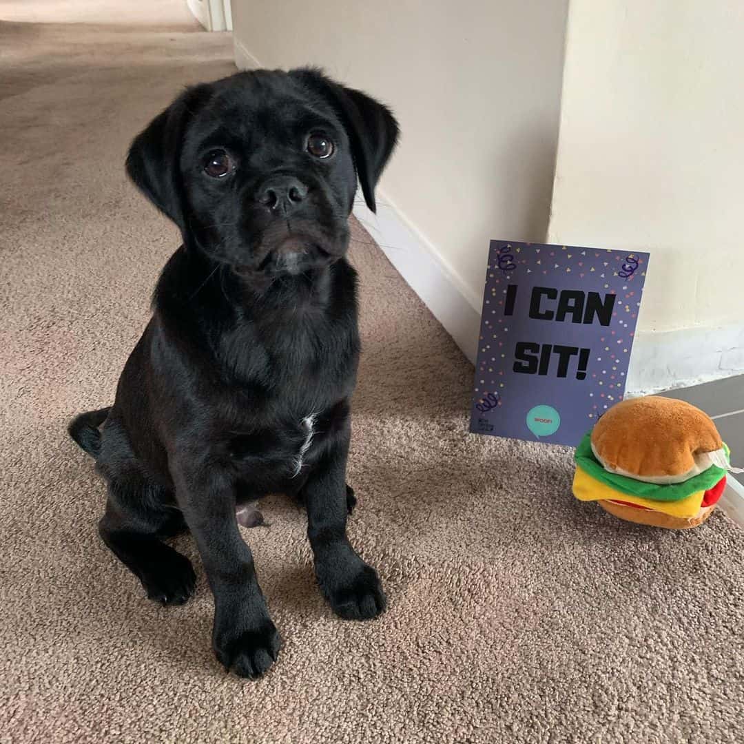 57 of the best Labrador Retriever Mixes for everybody K9 