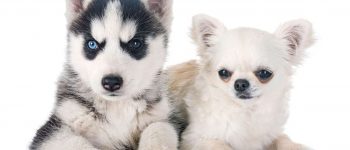 Siberian Husky and Chihuahua