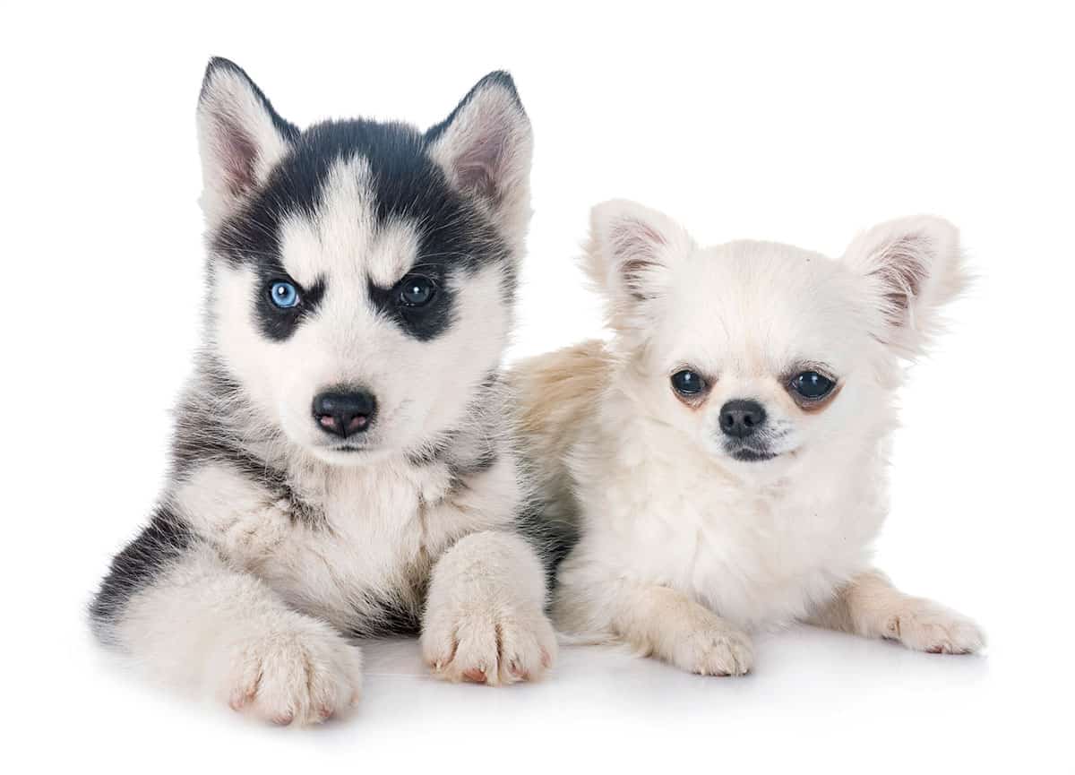 Chihuahua Husky mix: Do they exist? Do you want one? - K9 Web
