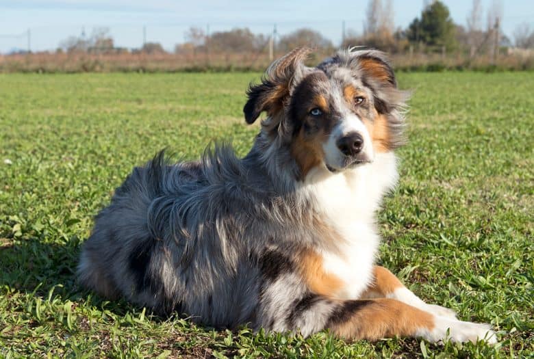 Is an Australian Shepherd Husky mix the right dog for you? - K9 Web