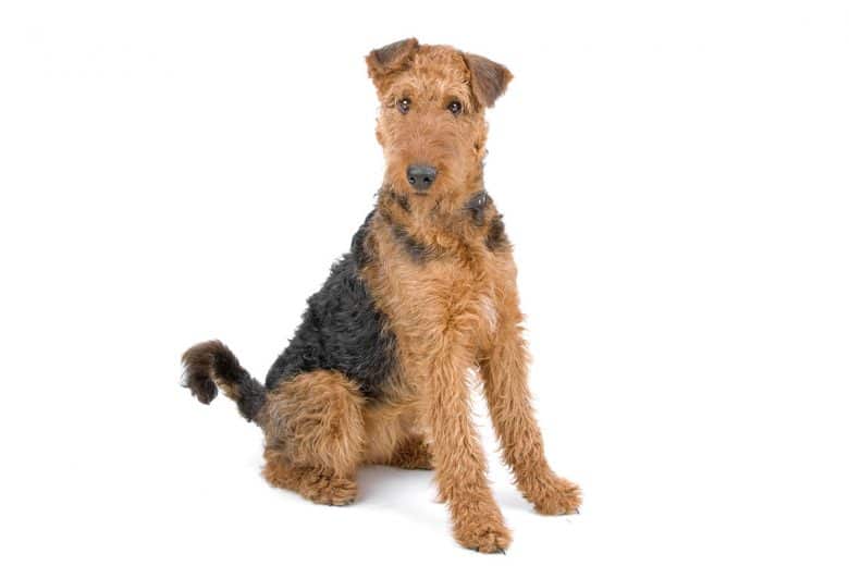 Purebred Airedale Terrier