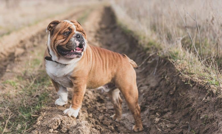Purebred Bulldog on the field