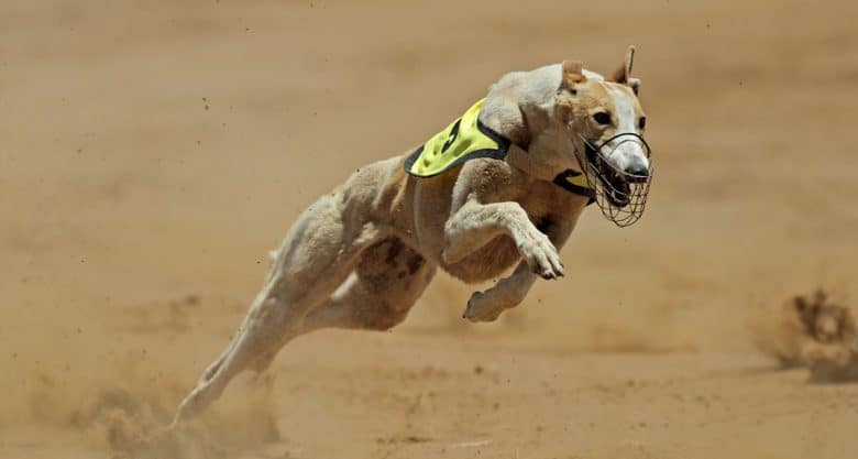 Racing Greyhound at full speed