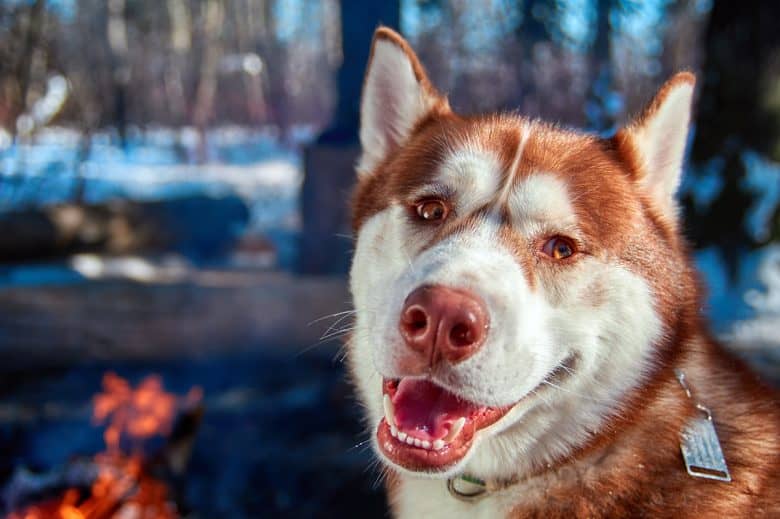 Red Husky in a camp fire