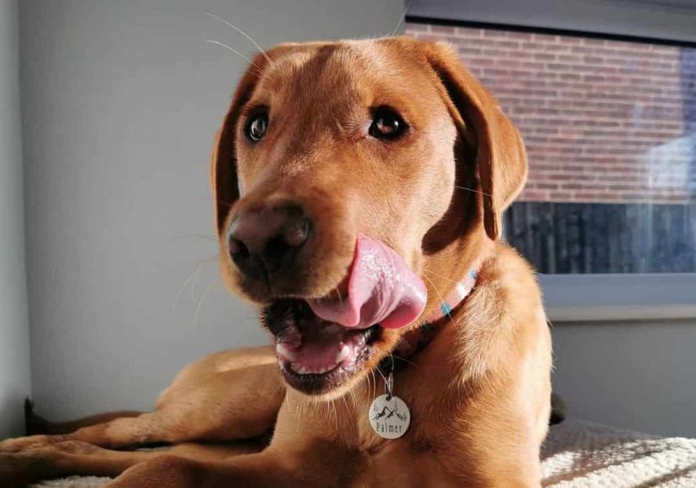 Fox Red Labrador lying on the bed