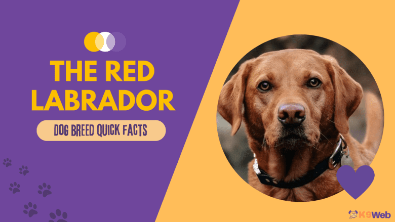 Red Lab Dog Breed Guide