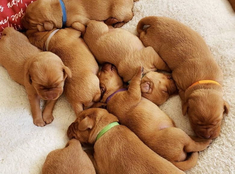 Red Lab puppies