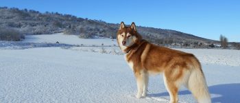 Red Siberian Husky dog