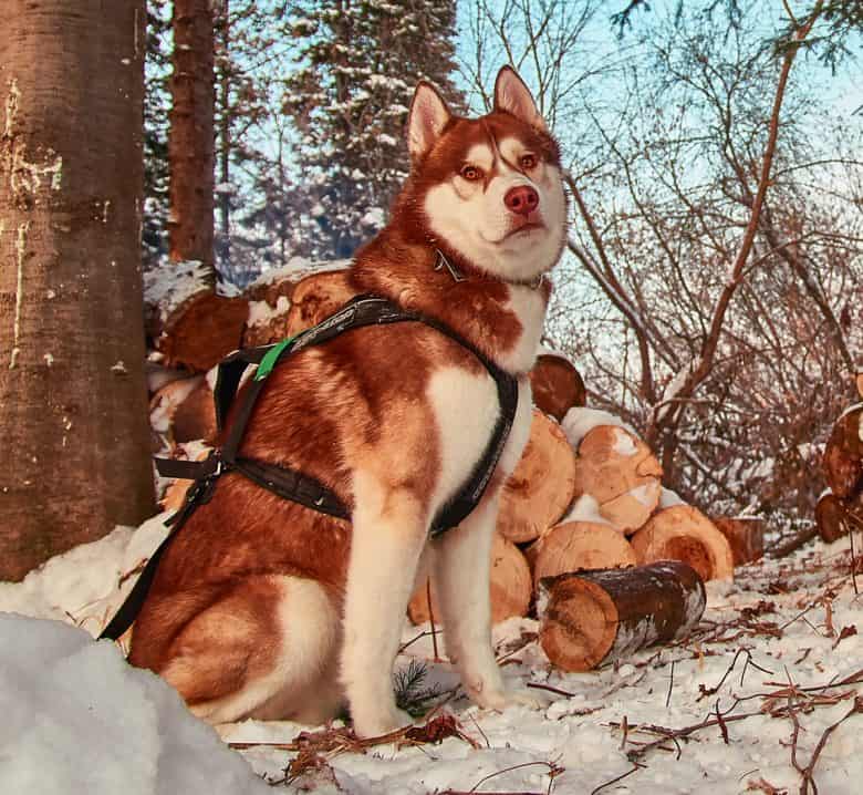 Red Husky in the winter forest