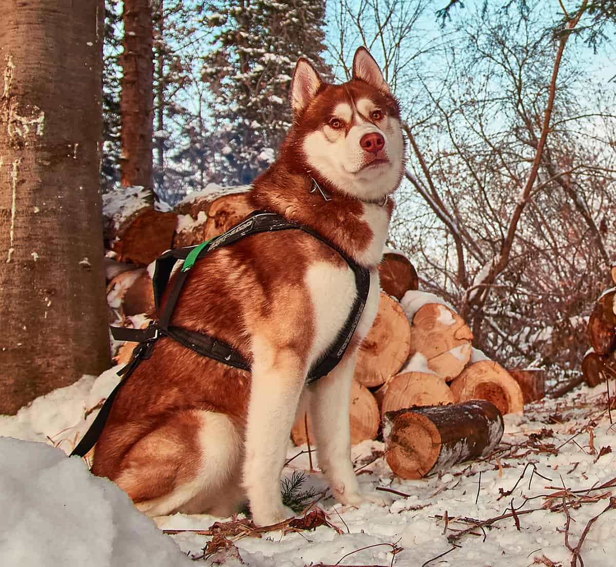 Dog Breed Information Just How Rare Is The Red Husky K9 Web