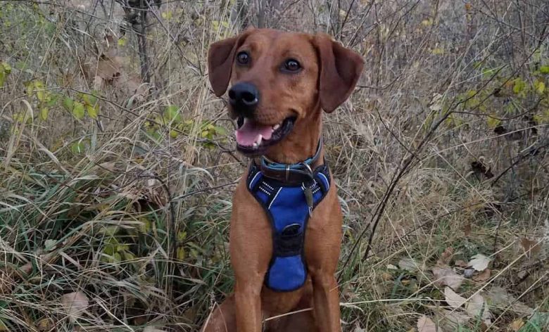 Redbone Retriever mix dog sitting in the brushy hill