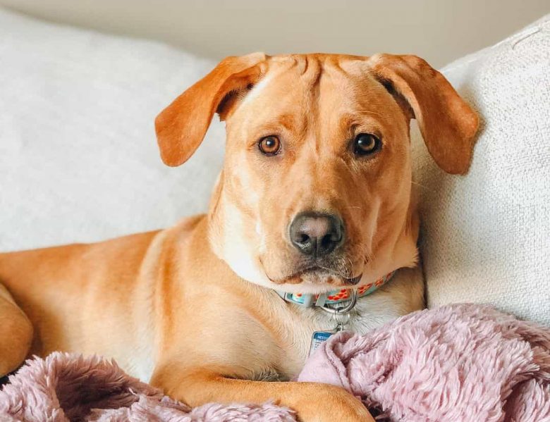 Rhodesian Labrador mix dog portrait