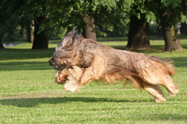 Briard running in the park