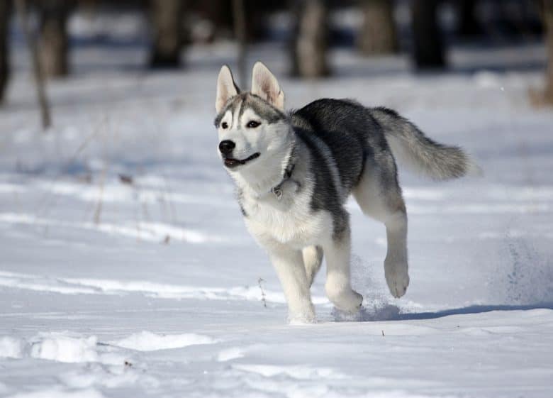 Running Siberian Husky