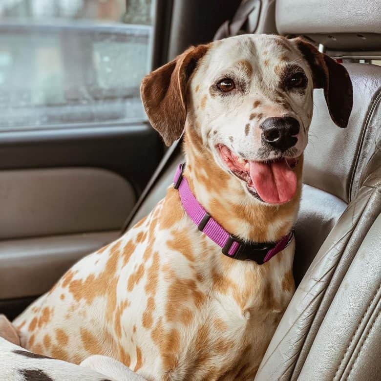 Sable Dalmatian dog