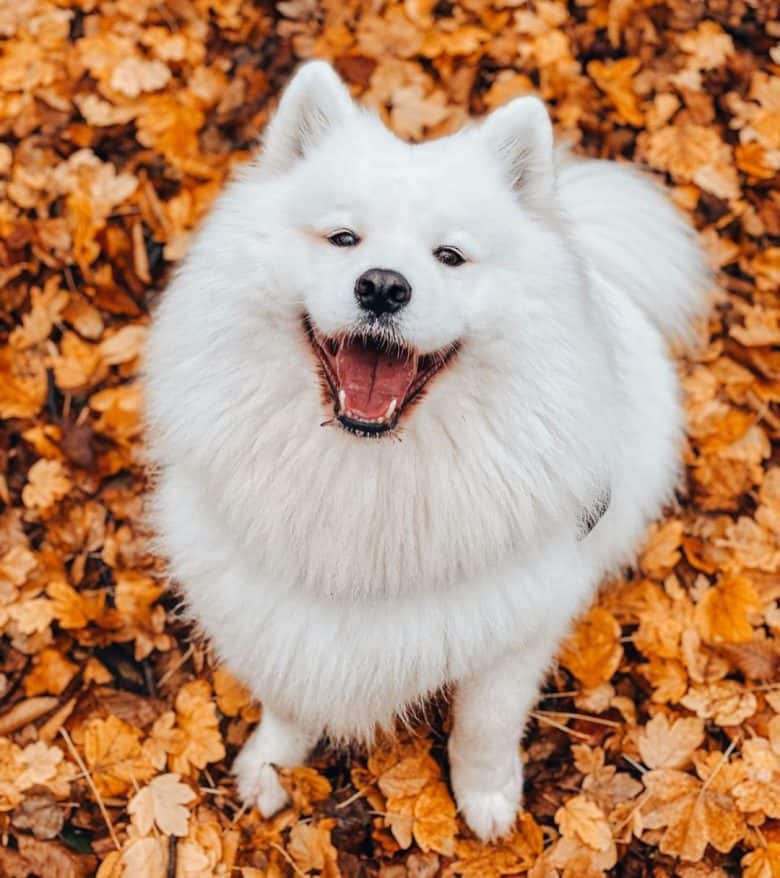 Samoyed dog in autumn leaves