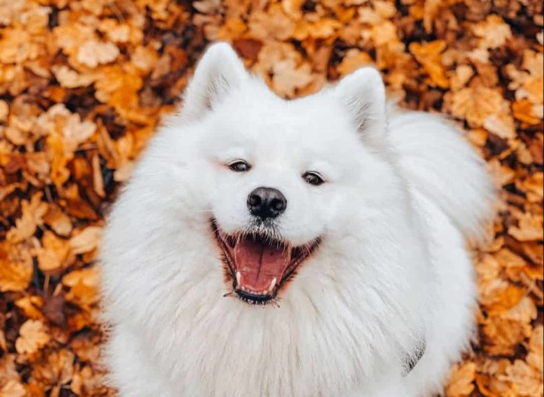 Samoyed dog in autumn leaves