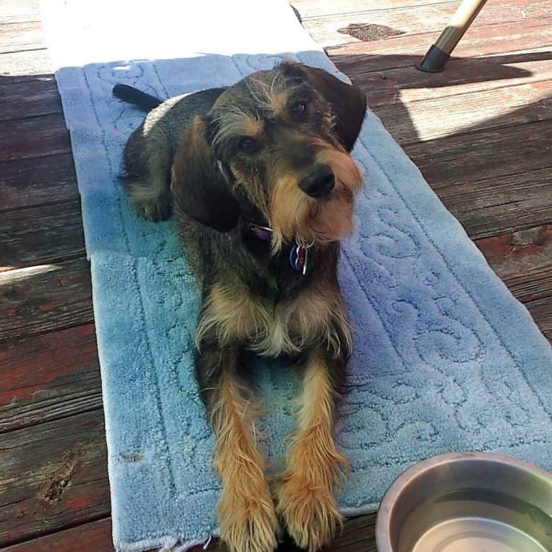 Schnairedale chilling on the deck