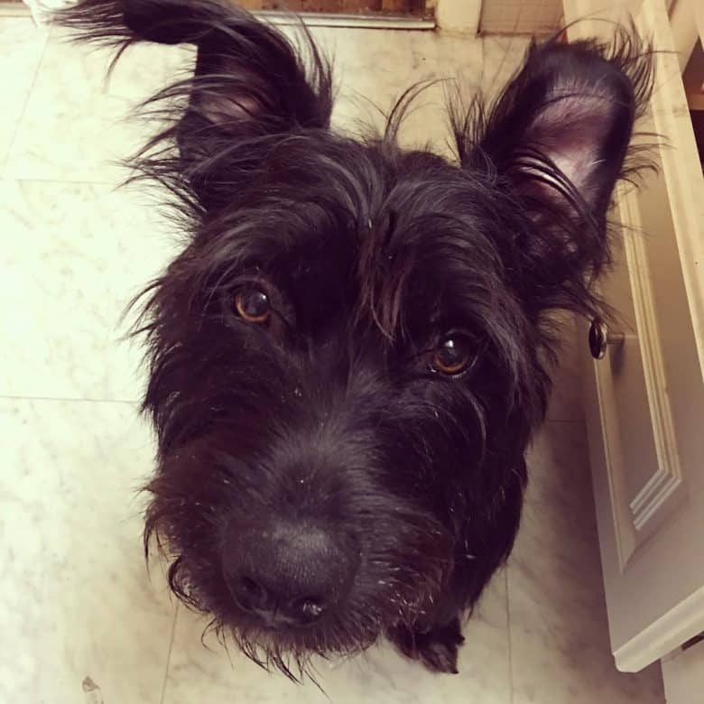 Scottish Terrier and Basset Hound mix
