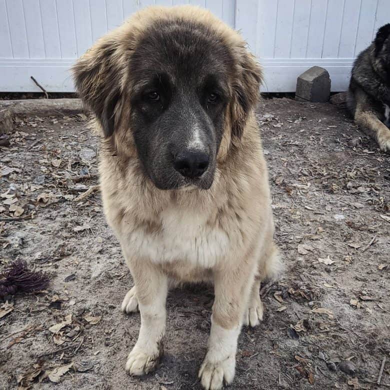 Serious Caucasian Mountain dog