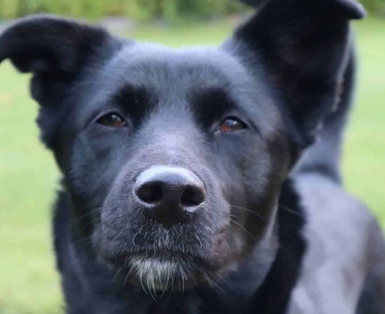 Black Shibador mix dog portrait