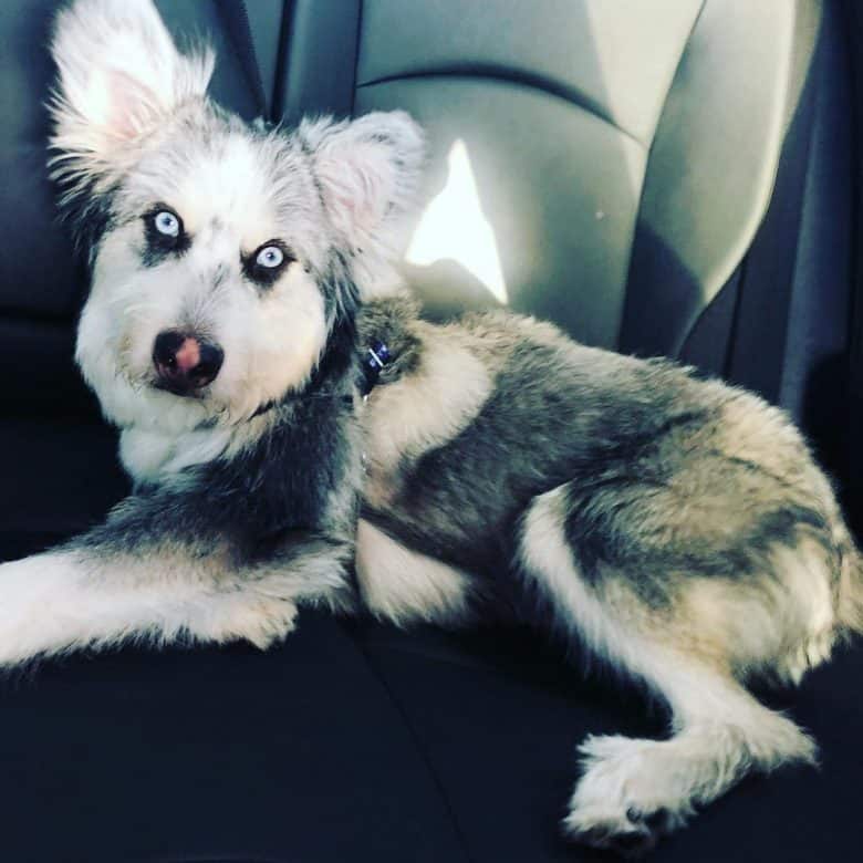 Shih Tzu Husky mix