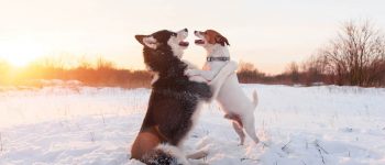Siberian Husky and Jack Russel Terrier dogs