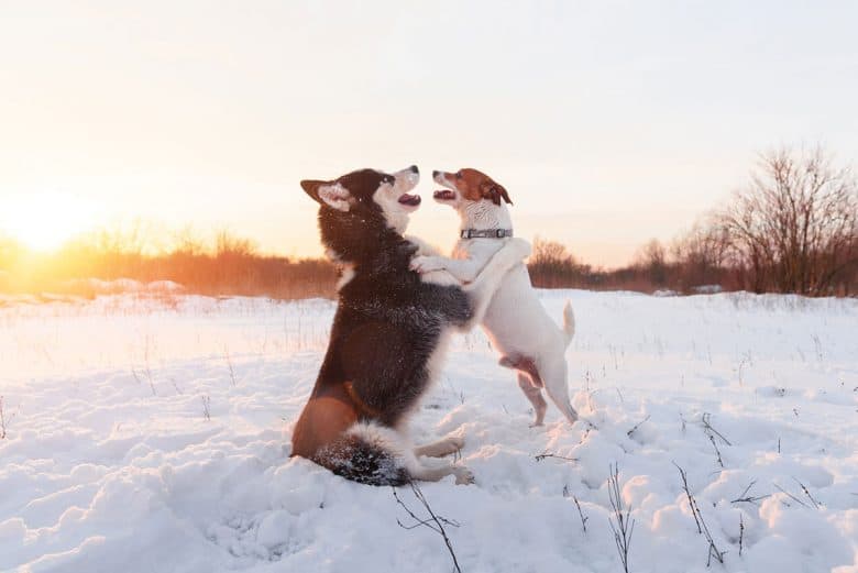 Siberian Husky and Jack Russel Terrier dogs