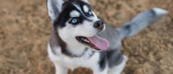 Siberian Husky close-up portrait
