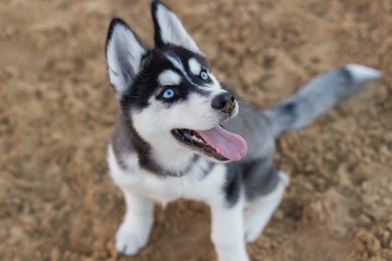 Siberian Husky close-up portrait