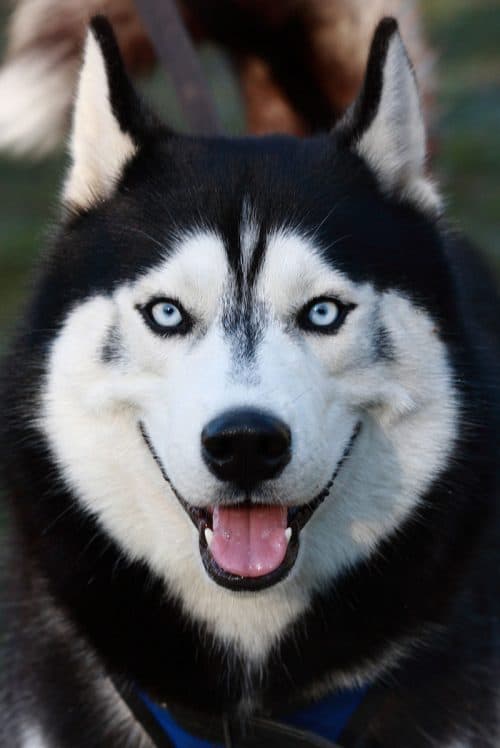 Siberian Husky Color Chart