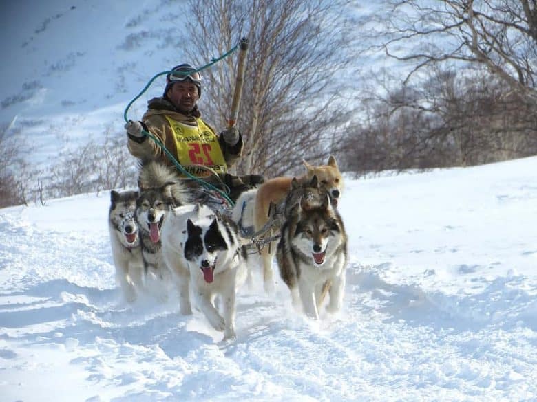 Siberian Husky dogs in sled race