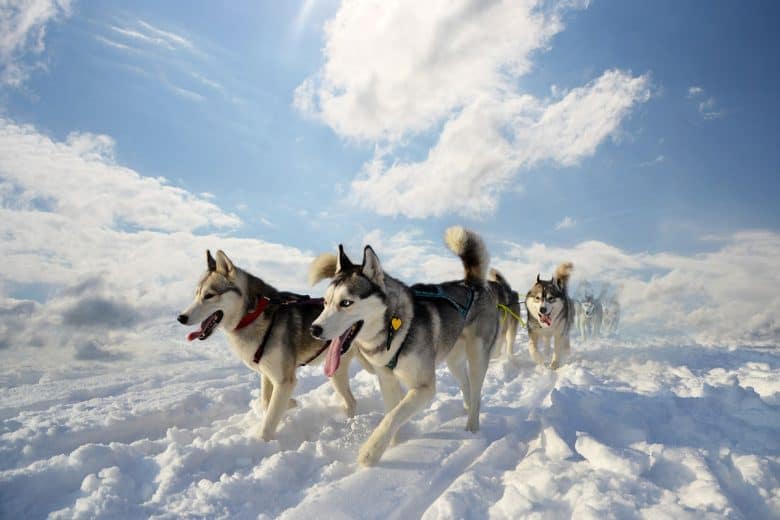 Sled Siberian Husky dogs in snowfield