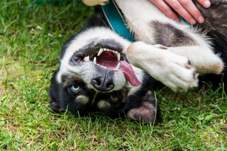 Siberian Husky's happy face